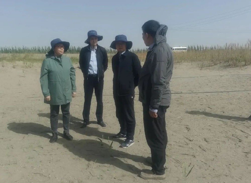 中国科学院曹晓风院士五一期间，不辞辛苦，亲临指导“田菁”在沙漠盐碱地种植