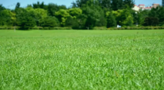 草坪选种纠结症？这款「绅士」黑麦草，让养护变轻松！